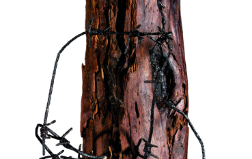 Tree trunk with ingrown barbed wires.