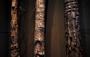 Three tree trunks with ingrown barbed wires.