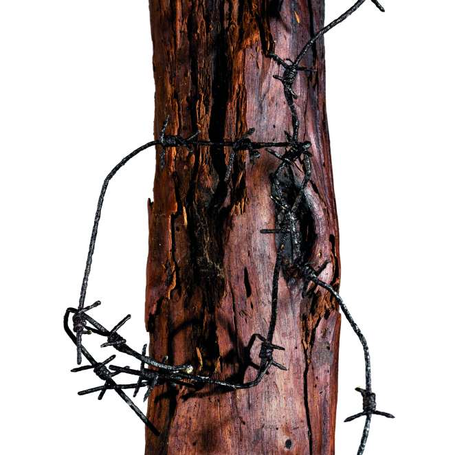 Fragment pnia drzewa ze wrośniętym w nie drutem kolczastym 