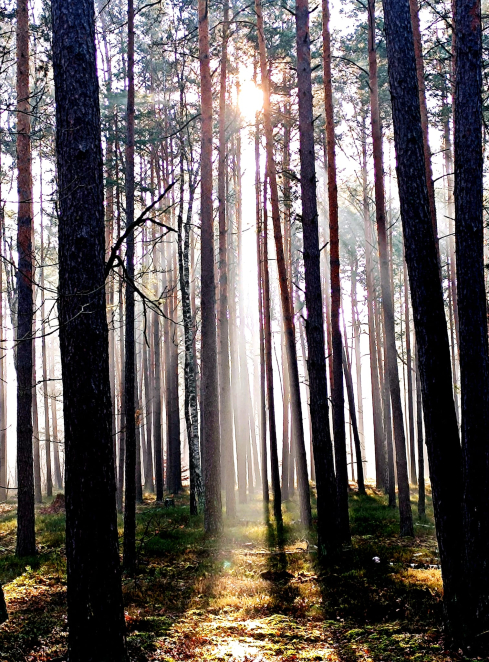 cienkie pnie drzew, pośrodku słońce i promienie